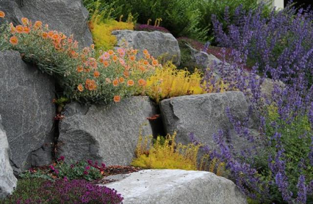 Un esempio di "giardino asciutto"