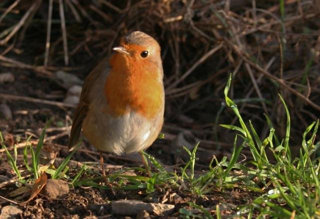 Pettirosso Pettirosso