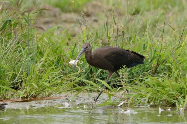 Riserva Naturale Orientata Biviere di Gela
