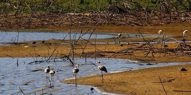 Cicogne in riva al lago