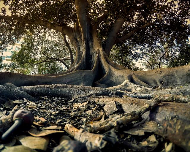 Ficus magnolioides, Villa Trabia - ph de gerlos