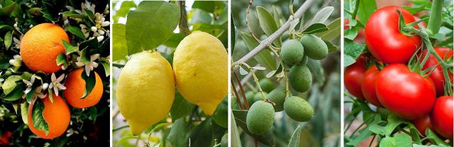 A Siracusa, stati generali su arancio, limone, olivo, pomodoro
