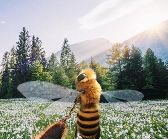 Vi raccontiamo dell'ape ''influencer'' che ha più follower di voi!