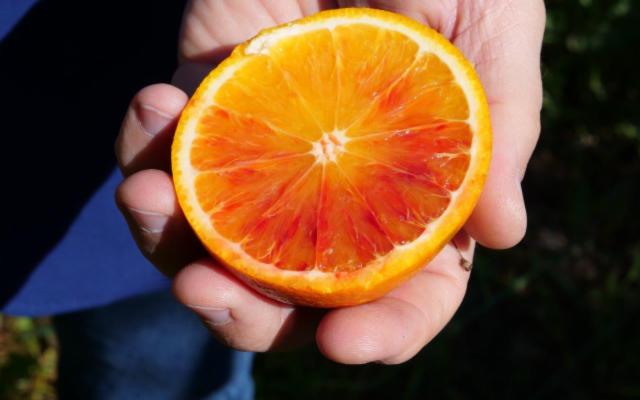 Oranfrizer porta in Spagna le arance rosse di Sicilia Igp