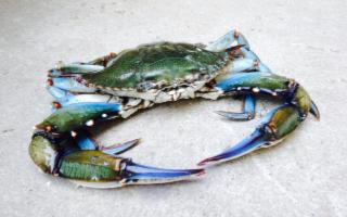 Allerta in Sicilia per l'arrivo del vorace granchio blu del Mar Rosso