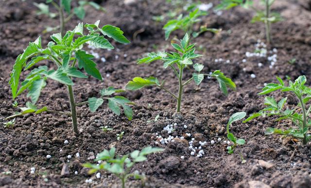 In Sicilia prima condanna per coltivazione di pomodori coperti da brevetto