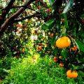 La Sicilia che resiste nei Presìdi Slow Food