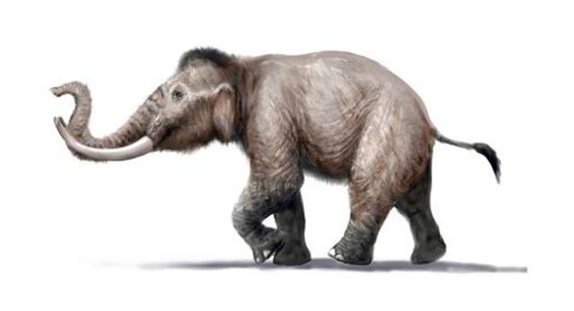 Il più piccolo elefante mai esistito sulla Terra: il Palaeoloxodon falconeri (Elephas Falconeri), un curioso pachiderma cosiddetto "nano", alto al massimo 100 centimetri (alla spalla)