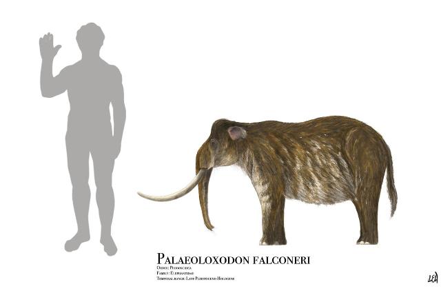 Le dimensioni medie di un Palaeoloxodon falconeri rispetto all'uomo
