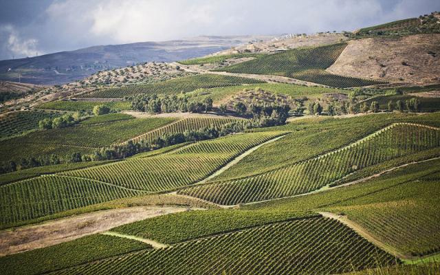 In Sicilia vino fa rima con sostenibilità ambientale...