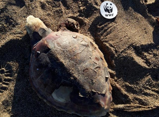 plastic-free-puliamo-la-spiaggia-della-crocicchia-per-salvare-le-tartarughe