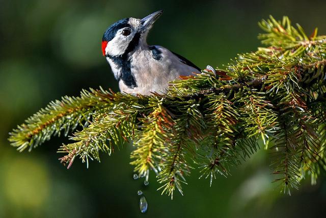 Esemplare di Picchio rosso maggiore