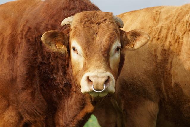 Originaria della Francia sud-occidentale, la Limousine in pochissimi anni è diventata la seconda razza allevata in Italia...