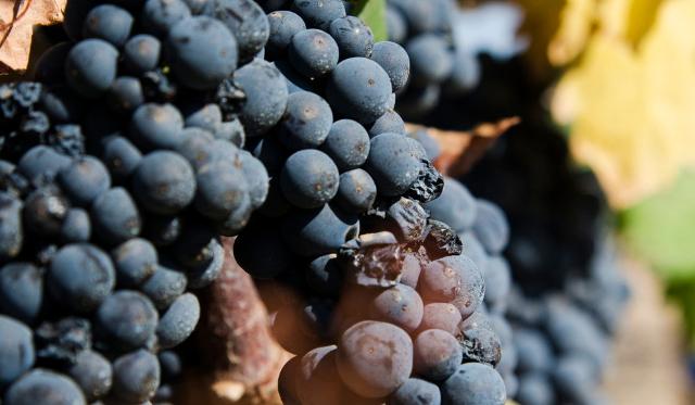 I vitivinicoltori pugliesi contro il ''Primitivo di Sicilia''…