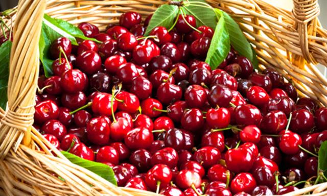Per le Ciliegie dell'Etna DOP i sistemi di raccolta sono ancora oggi rigorosamente a mano, con l'aiuto di scale a 30 pioli su cui i raccoglitori si arrampicano per staccare dai rami i frutti con il loro peduncolo e, una per una, riporle dentro i "panari".