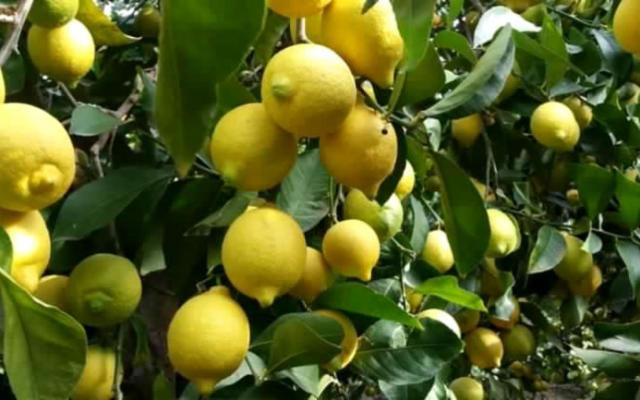 Il ''Limone dell'Etna'' verso l'Igp riconosciuta dall'Unione europea