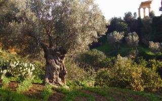 ''Camminate nella Biodiversità'' al Giardino della Kolymbethra di Agrigento