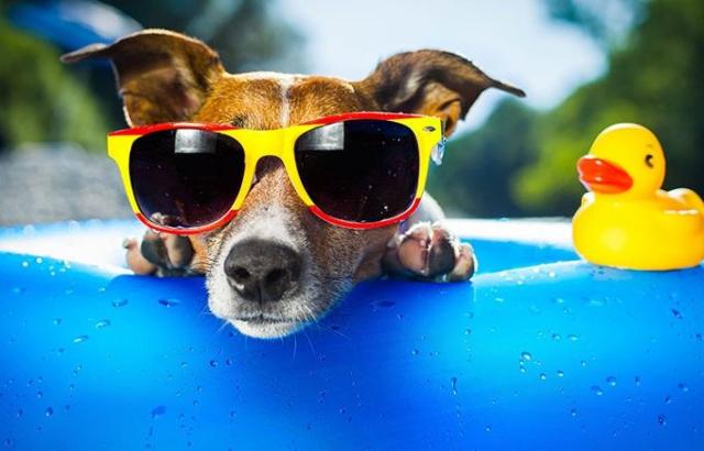 Anche in nostri amici a 4 zampe meritano una zona comfort per contrastare la calura stagionale e una piscina per cani è la soluzione perfetta...