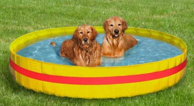 Le piscine per cani variano di misure, in base alla grandezza dell'animale, e sono realizzate in materiali resistenti, capaci di far fronte a zampate, graffi e/o morsi...