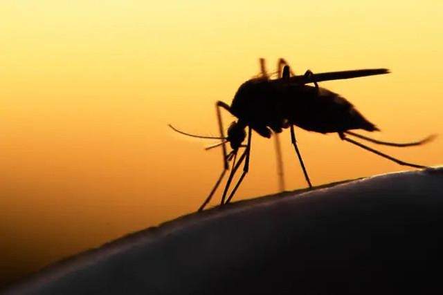 Sei rimedi casalinghi (e naturali) contro le zanzare...