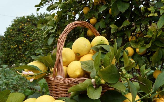 Nel Limone di Siracusa IGP la storia evolutiva degli agrumi