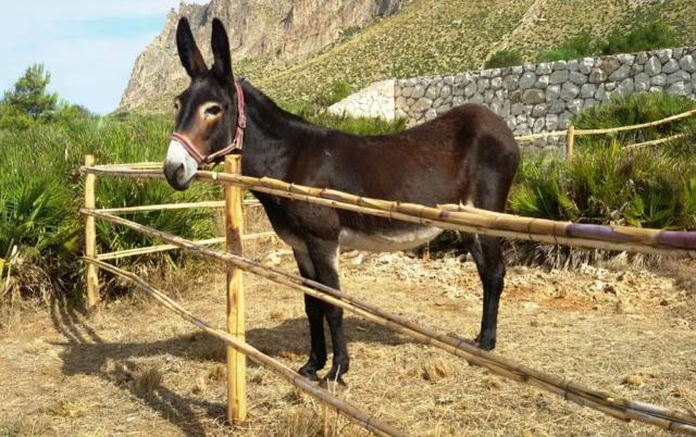 Pantelleria si prepara a diventare la prima ''Isola Asinabile'' d'Italia