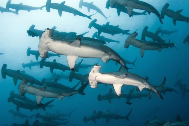 Allarme squali in provincia di Trapani