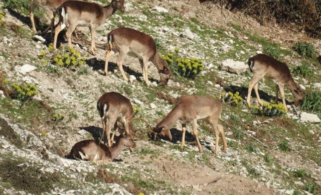 Sulle Madonie ci sono troppi daini...