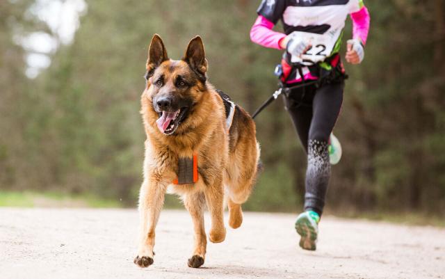 Allenarsi insieme a Fido: il ''Dog Sport'' è di tendenza