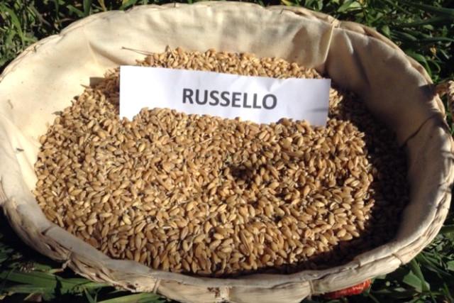 Grano Russello
