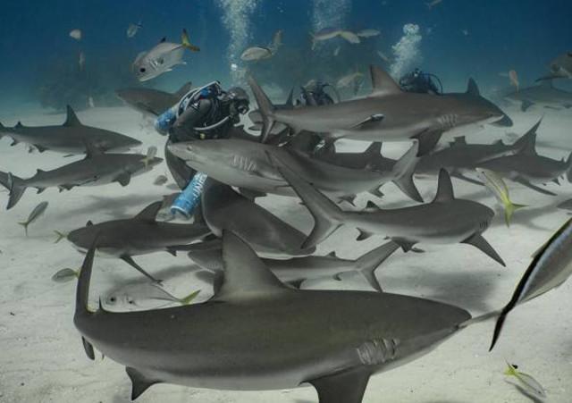 Shark Attack! Sub circondato dagli squali... nel Trapanese!