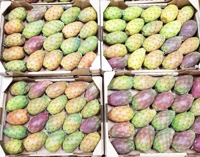 I fichi d'India dell'azienda agricola "La Baronessa del Belice"