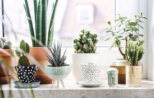 Anche le piante più adatte all'ambiente del bagno, possono risentire di uno spazio piccolo nel quale si adoperano spesso i caloriferi...