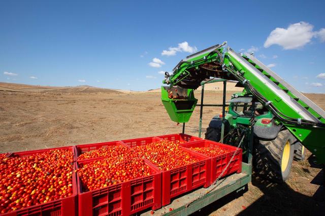 Raccolta dei pomodori - Gustibus