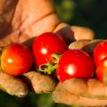 La Sicilia che resiste nei Presìdi Slow Food