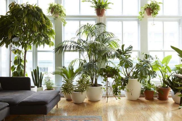 Purificare l'aria di casa con le piante