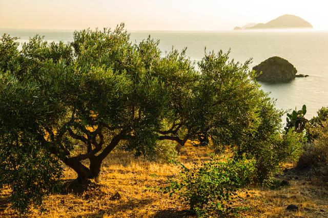 Poche olive ma ottimo olio. Ecco com'è andata la campagna olearia 2020 in Sicilia