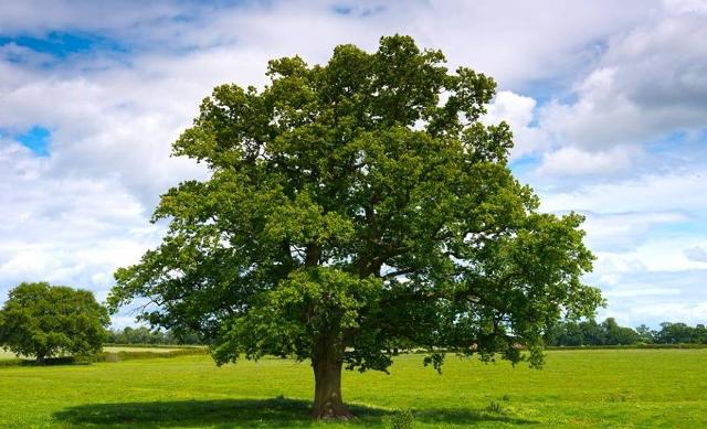 Un albero