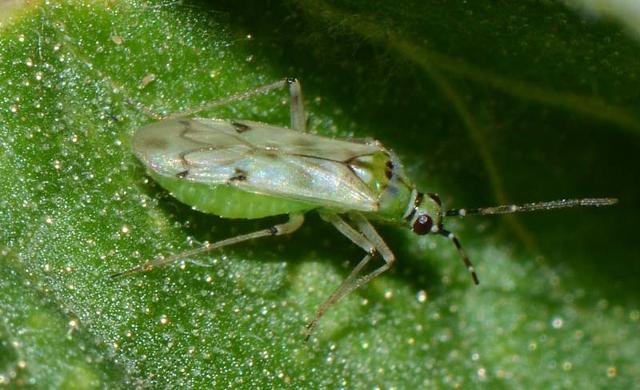 Il Nesidiocoris tenuis