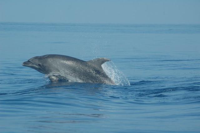 Il delfino Pino, che da 18 anni vive nel mare delle Eolie...