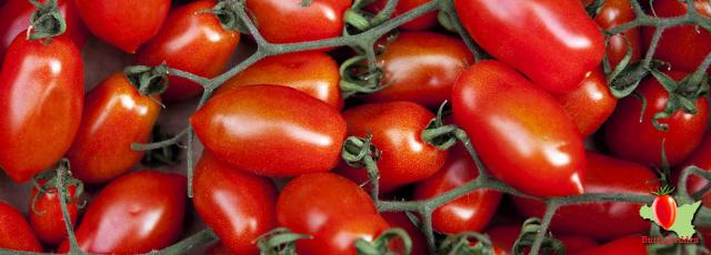Pomodoro buttiglieddru di Licata