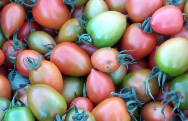 Pomodoro buttiglieddru di Licata