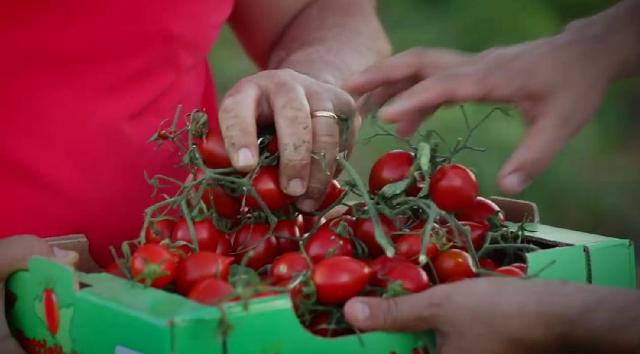 Pomodoro buttiglieddru di Licata