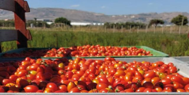 Pomodoro buttiglieddru di Licata
