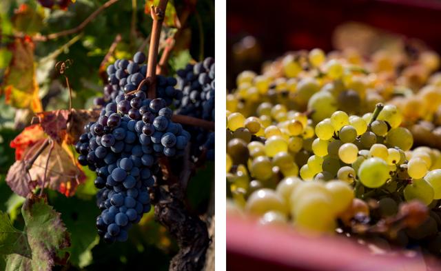 Uve Nerello mascalese e Carricante - Etna DOC 