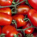 La Sicilia che resiste nei Presìdi Slow Food