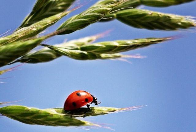 Agroecologia e Agricoltura biologica