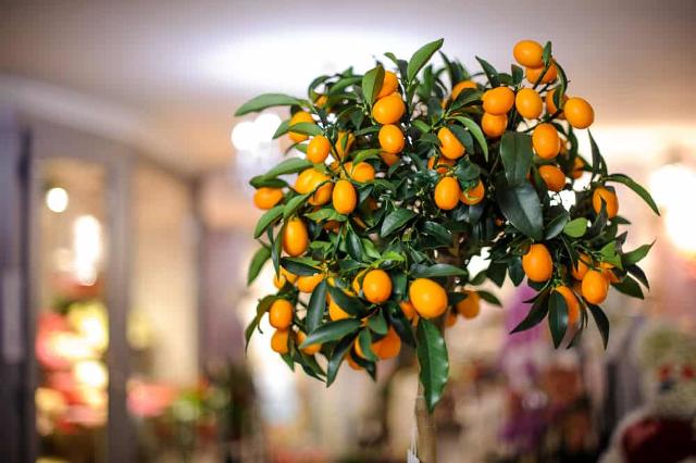 Il giardino diventa micro e appassiona i giovani