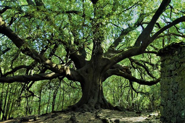 Ilice di Carrinu - Milo