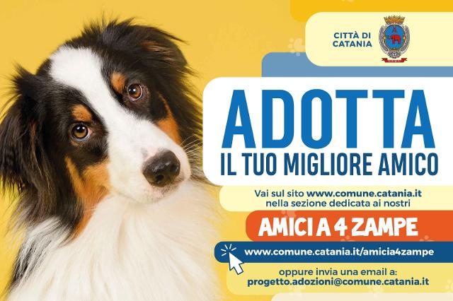 A Catania i cani si possono adottare on line